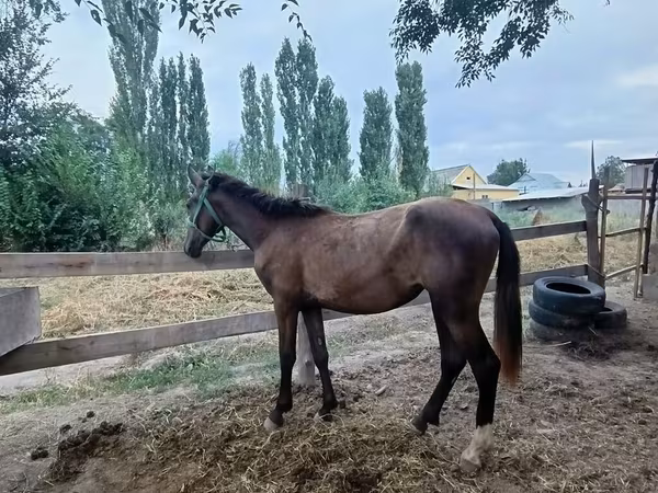 घोड़ी, French Trotter