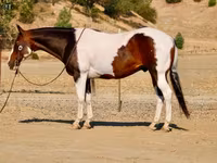 Айғыр, National Show Horse — 8-сурет