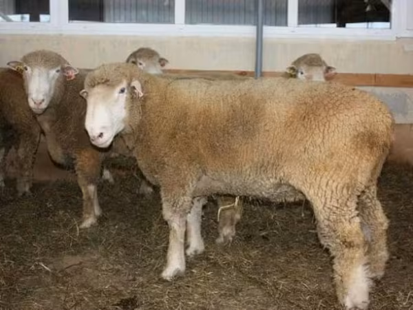 كبش, Dorset down sheep — روسيا