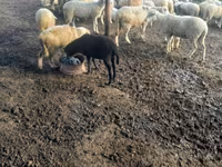 Sheep, Sheep — photo 2