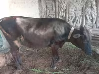 Vaca, Ganado vacuno — foto 5