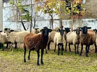 公羊, Romanov sheep — 照片 5