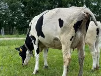 Cow, Holstein breed — photo 1