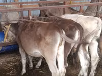 Сиыр, Simmental cattle — 6-сурет