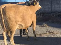 Сиыр, Simmental cattle — 5-сурет