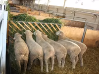 मेढ़ा, Dorset horn sheep — फ़ोटो 4