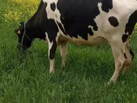 Cow, Holstein breed — photo 2