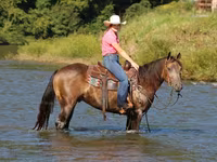 Hengst, Quarter Horse — Foto 7