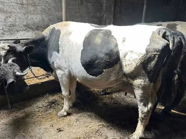 Kuh, Holstein-Rasse