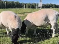 كبش, Dorper sheep — الصورة 1