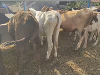 Cow, Holstein breed — photo 6
