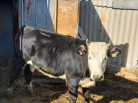 Cow, Holstein breed — photo 6