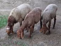 公羊, Sheep — 照片 6