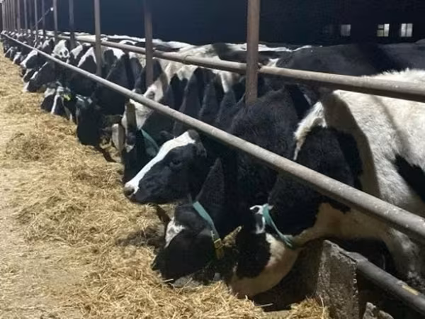 गाय, Russian Black pied cattle