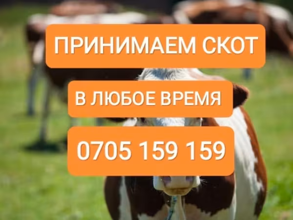 Бұқа, Ірі қара