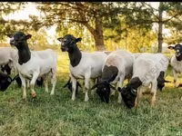 मेढ़ा, Dorper sheep — फ़ोटो 7