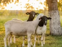 Widder, Dorper sheep — Foto 2