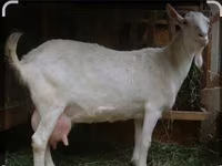 Billy Goat, Saanen goat — photo 5