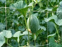 Сетка шпалерная для вьющихся растений.Plasă pentru plante cățărătoare. — الصورة 3