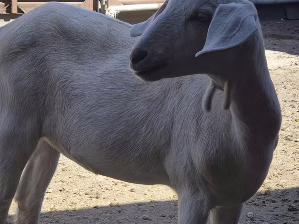 عنزة, Saanen goat