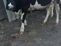 Cow, Holstein breed — photo 1