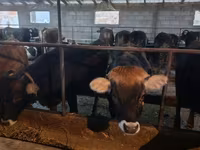 Сиыр, Swiss cattle — 5-сурет