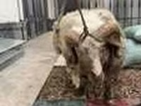 Carnero, Hissar sheep — foto 7