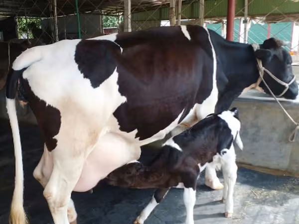 Cow, Buffalo