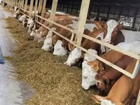 公牛, Cattle — 照片 1