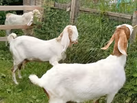 Cabra, Nubian Goat — foto 7