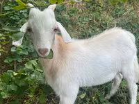 Ziegenbock, Ziegen — Foto 2