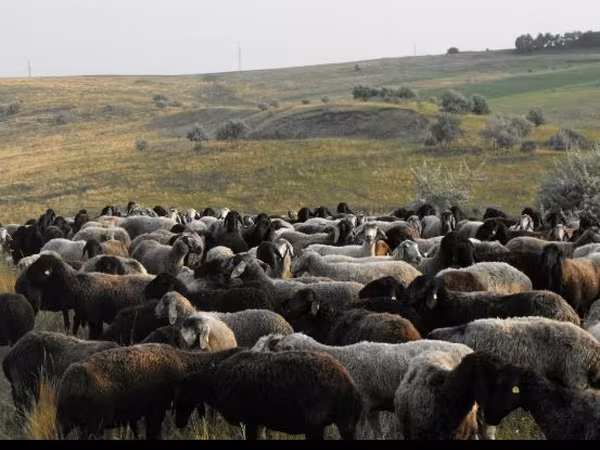 母羊, Sheep