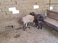 Қошқар, Arashan sheep — 6-сурет