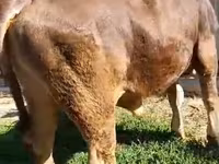 Bull, Swiss cattle — photo 3