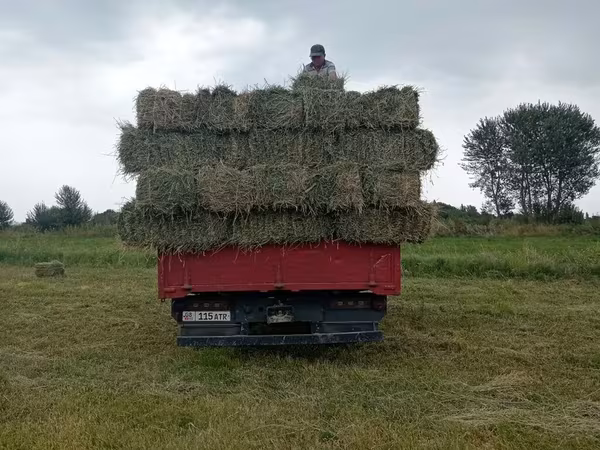 Сено в тюках.клевер чистый плотный 👍 зелёный 2 укос с доставкой -