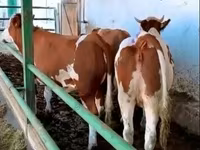 गाय, Simmental cattle — फ़ोटो 1