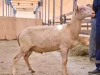 كبش, East Friesian Dairy sheep — الصورة 1