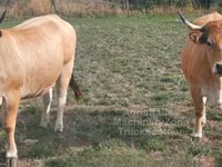Сиыр, Aubrac cattle — 2-сурет