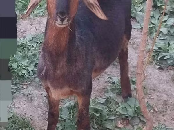 公山羊, Goats