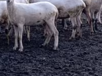 Schaf, Tsigai sheep — Foto 5