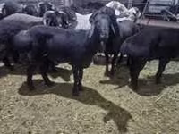 Carnero, Hissar sheep — foto 6