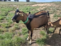 Goat, Alpine goat — photo 2