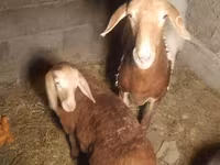 Қой, Arashan sheep — 1-сурет