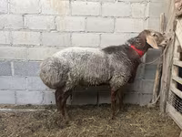 Oveja, Ovejas — foto 2