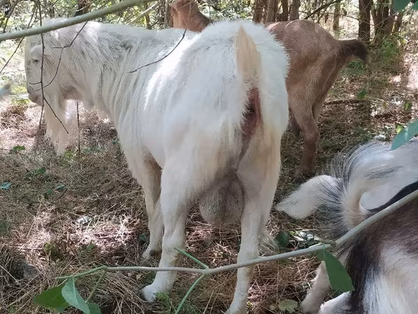 تيس, LaMancha goats