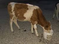 Bulle, Swiss cattle — Foto 3