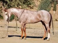 حصان, National Show Horse — الصورة 3