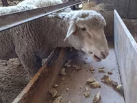 Қошқар, Baerchuke sheep — 4-сурет