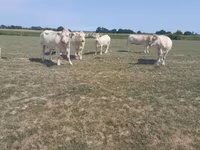Сиыр, Charolais cattle — 1-сурет
