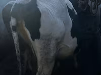 गाय, मवेशी — फ़ोटो 3